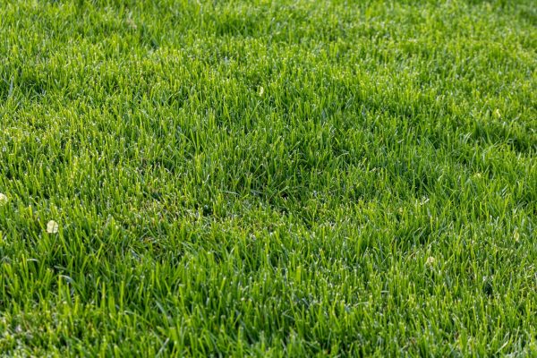 best grass for singapore lawn