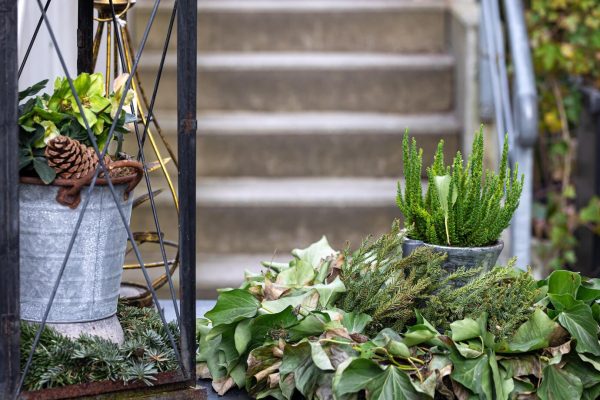 best plants for commercial landscaping