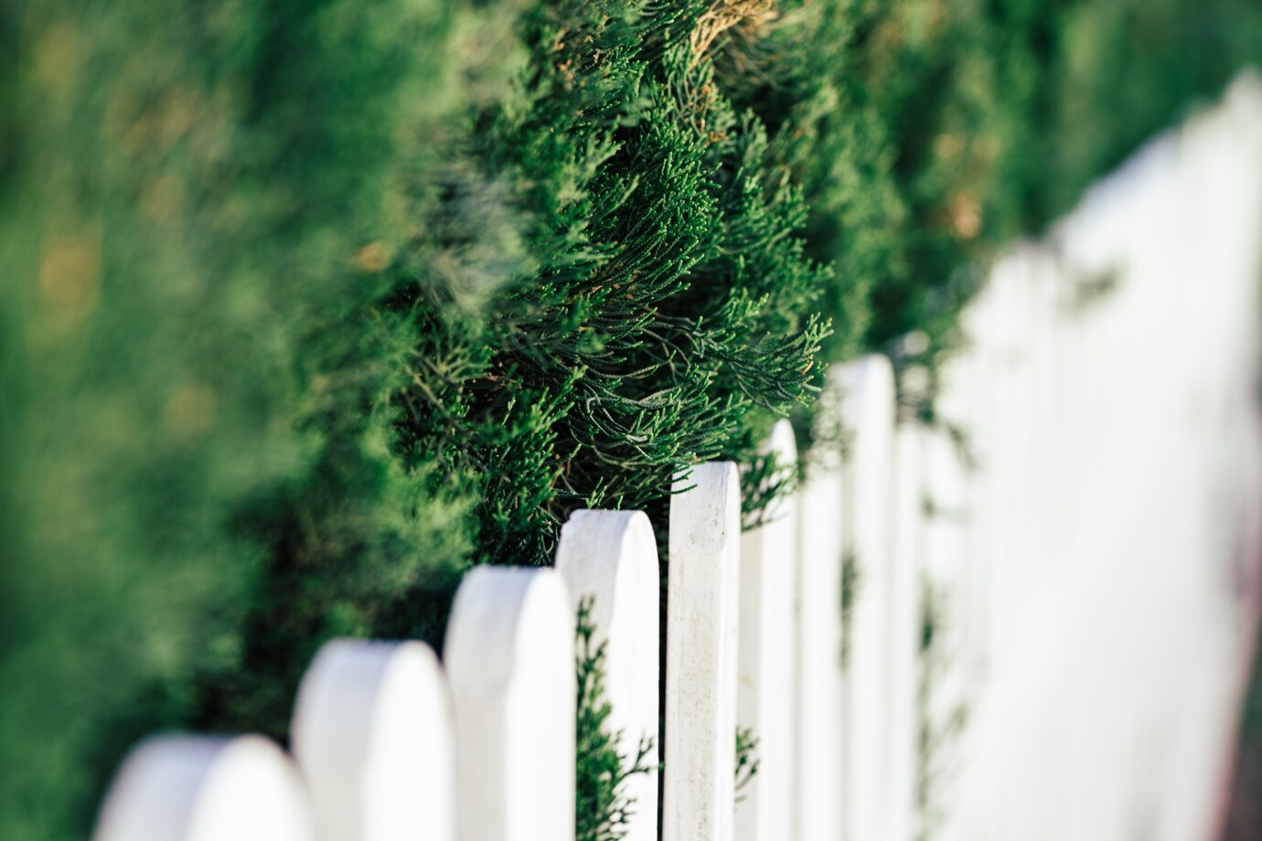 Landscaping for Privacy – Create a Private Outdoor Space
