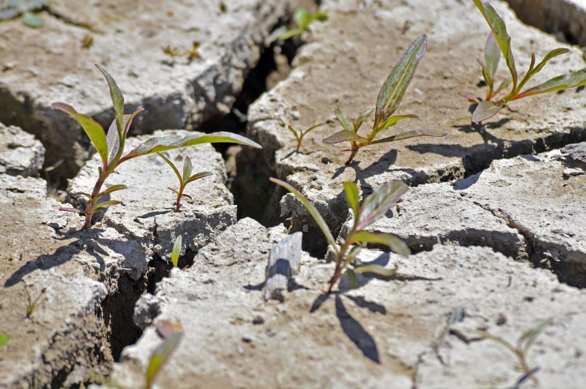 landscaping prevent soil erosion