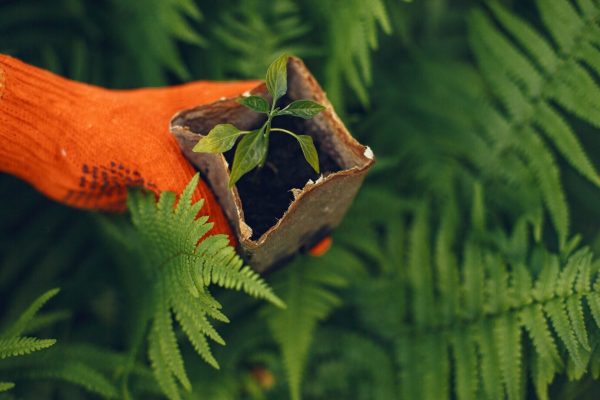 landscaping supports biodiversity
