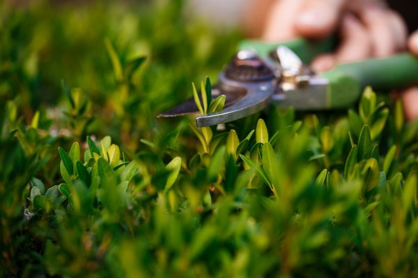low maintenance landscaping