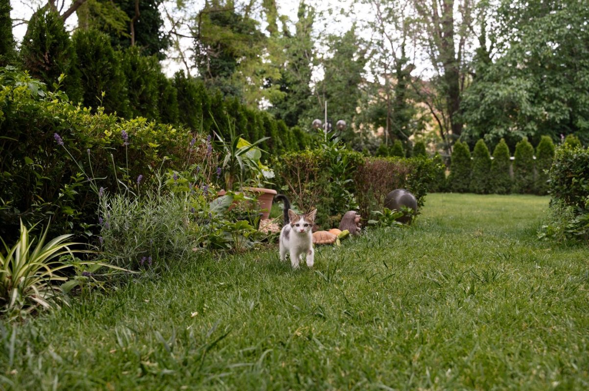 pet friendly landscape
