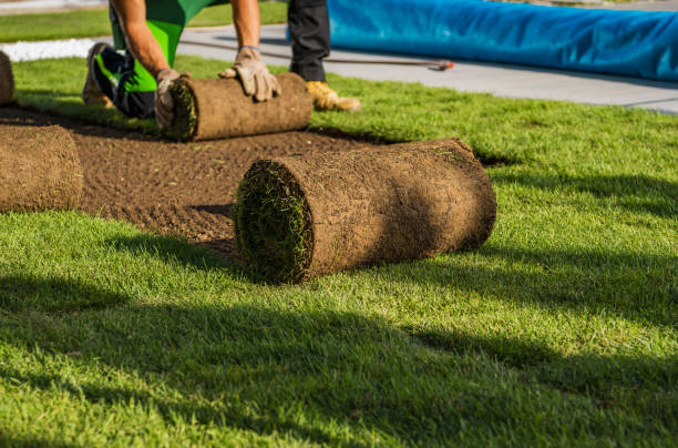 Cut and lay turf