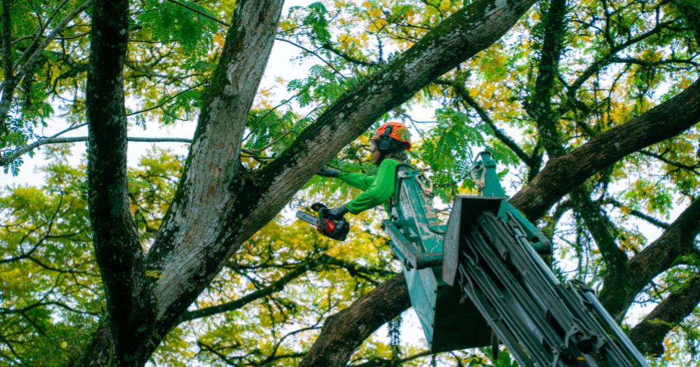 tree-cutting-vs-tree-pruning