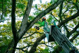 tree-cutting-vs-tree-pruning