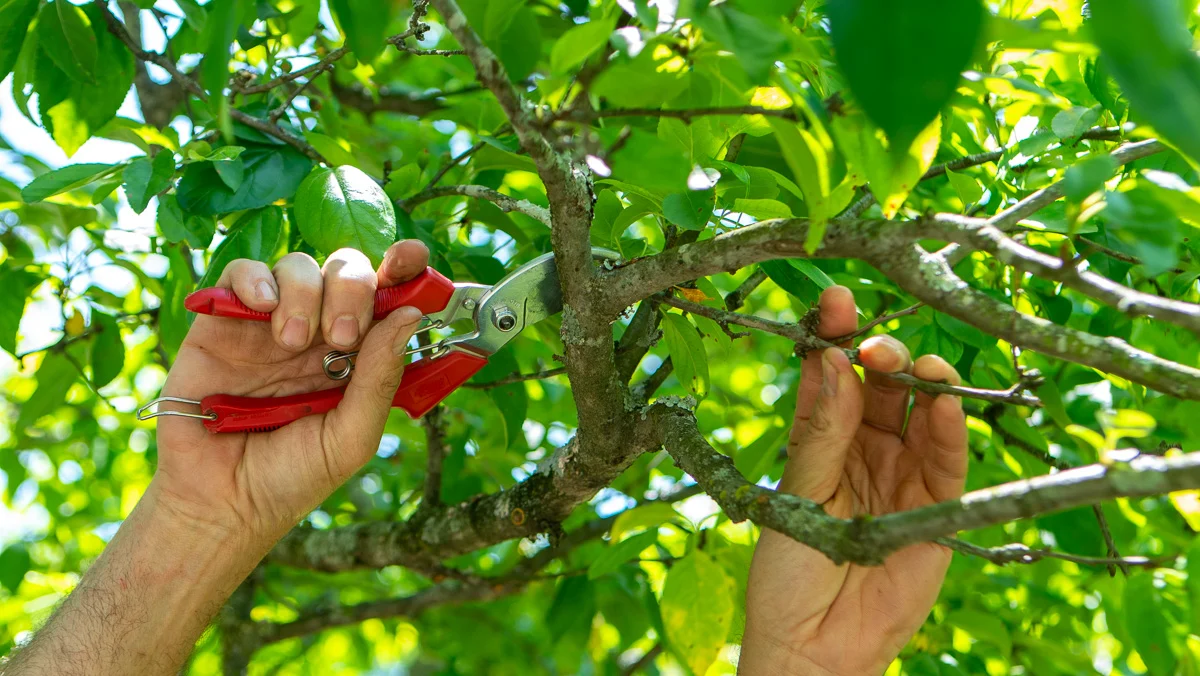 tree pruning