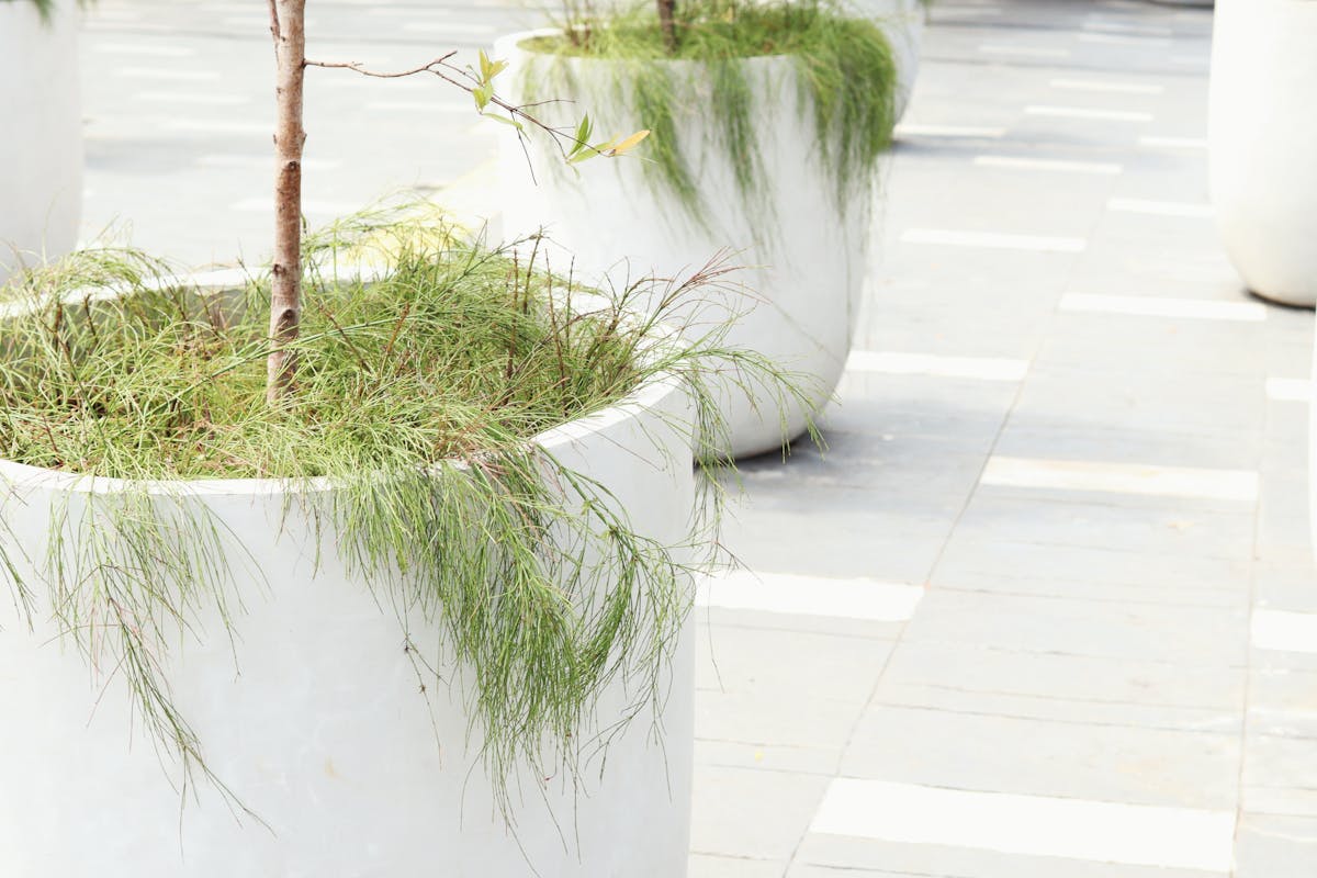 Outdoor Planter Box Singapore: The Complete 2026 Guide for HDB Balconies, Condos and Rooftops 1 Modern concrete planter box with green plant against urban Singapore wall