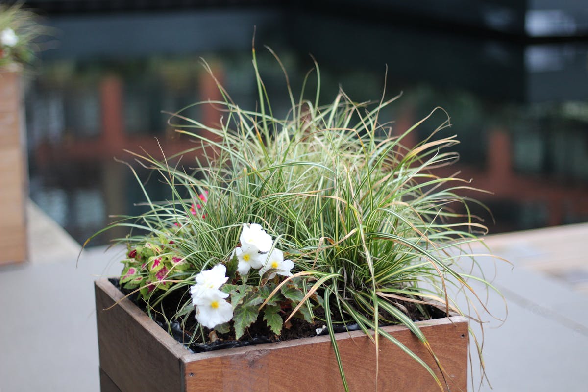 Outdoor Planter Box Singapore: The Complete 2026 Guide for HDB Balconies, Condos and Rooftops 3 Custom-built outdoor planter box with vibrant foliage and flowering plants