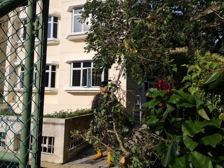 Tree Cutting Services 1 Tree pruning service in Singapore - crown thinning by certified arborist