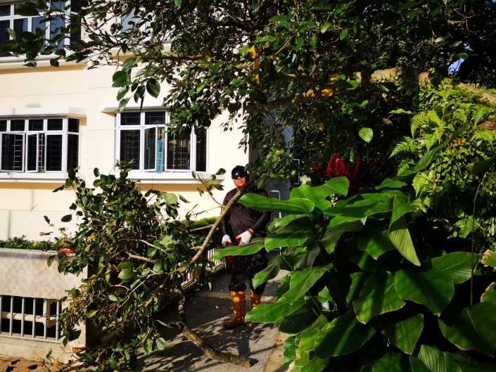 Tree Cutting Services 3 Emergency tree removal service Singapore - storm-damaged tree clearance