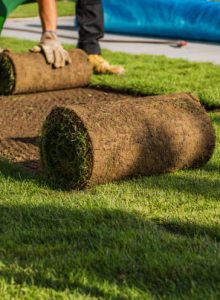 istockphoto-1458002488-612×612-1 Natural Grass Turfs Rolling Over Inside Residential Backyard. Landscaping Industry Job.