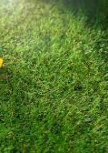 press-turf (1) press-turf (1)