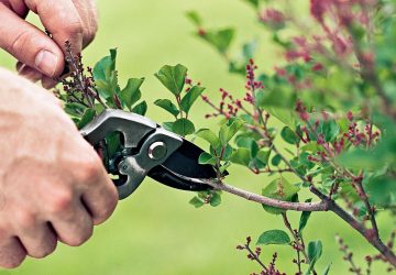 pruning-lilac-100168077-3d3f59f15d674f8ab1a8c818f9bd8d1e