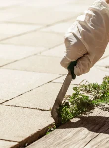 remove-weeds-scaled remove-weeds-scaled