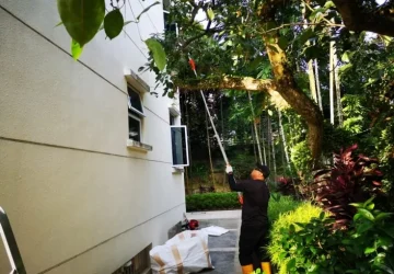 tree-removal-singapore